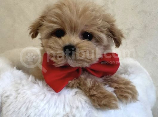 Papyonlu Malti̇poo Yavrulari görsel