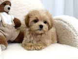 Baby Face Malti̇poo Yavrular