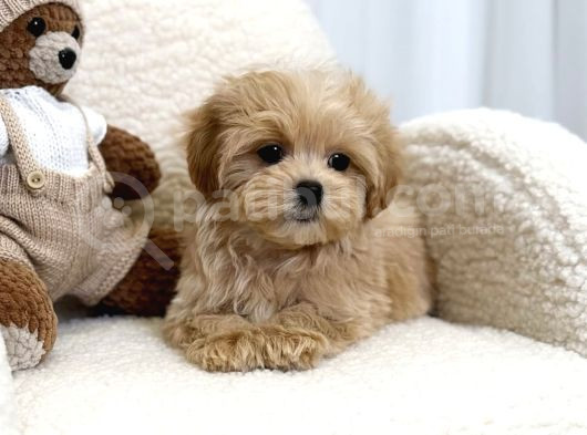 Baby Face Malti̇poo Yavrular görsel
