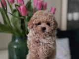 Top Suratli Malti̇poo Yavrular