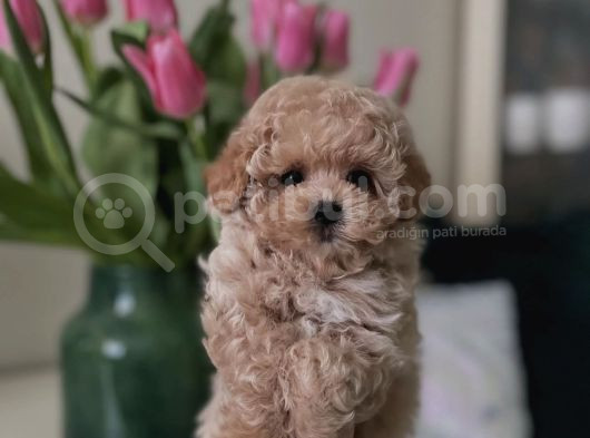 Top Suratli Malti̇poo Yavrular görsel