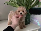 Top Suratli Malti̇poo Yavrular