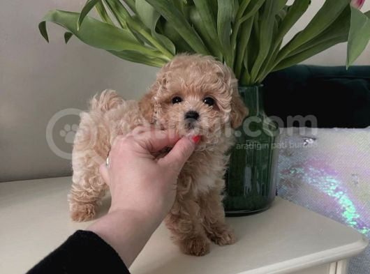 Top Suratli Malti̇poo Yavrular görsel