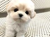 Ev Doğumu Maltese Bebegimiz