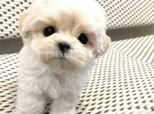 Ev Doğumu Maltese Bebegimiz görsel