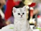 Muhteşem Çizgileriyle Silver Ns24 British Shorthair