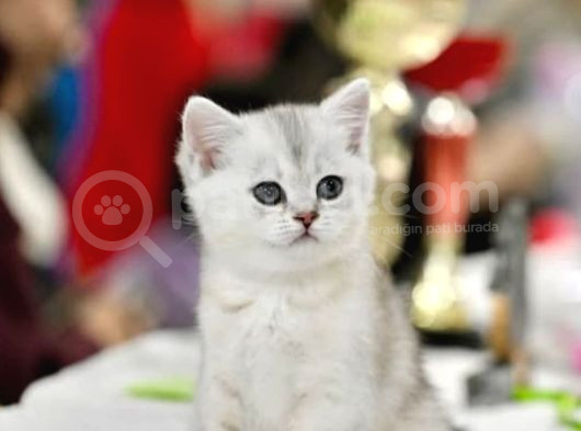 Muhteşem Çizgileriyle Silver Ns24 British Shorthair görsel