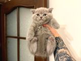 Vonalp Pet Garantisiyle Mukemmel Guzellikte Britih Shorthair Yavrular