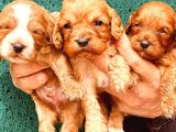En Sevimli Malti̇poo Bebekler Doğdu
