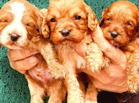 En Sevimli Malti̇poo Bebekler Doğdu görsel