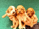 En Sevimli Malti̇poo Bebekler Doğdu