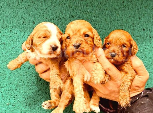 En Sevimli Malti̇poo Bebekler Doğdu görsel