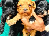 Ennnnnnnn Sevi̇mli̇ Malti̇poo Bebekler Büyüdüüüüüü