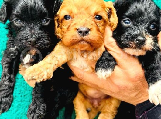 Ennnnnnnn Sevi̇mli̇ Malti̇poo Bebekler Büyüdüüüüüü görsel