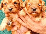 En Sevimli Malti̇poo Bebekler Doğdu