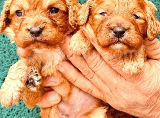 En Sevimli Malti̇poo Bebekler Doğdu görsel