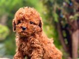 TOY POODLE ORJİNAL SAFKAN