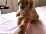 Mi̇nyatür Boy Malti̇poo Yavrumuz
