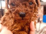 Bursanın En Kıvırcık Toy Poodle Bebekleri Büyüdü