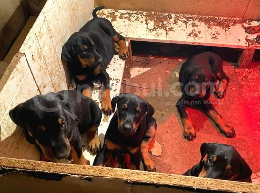 Kaliteli Doberman Bebekler Rezerveye Açıldı görsel