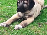 Kaliteli kangal yavrular