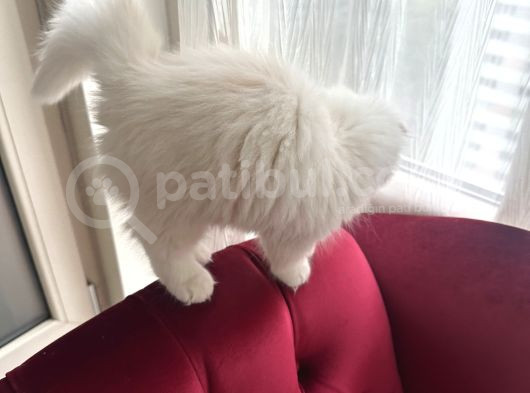 Scottish Fold Long Hair Erkek Ücretsiz Sahiplendirilercektir görsel