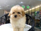Saf Irk Maltipoo Yavrular Vonalp Pet Mall Of Ist Sube Guvencesiyle