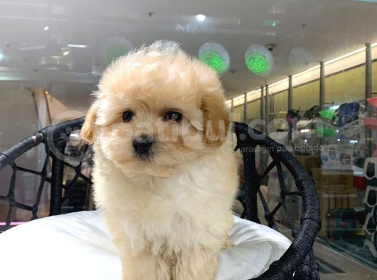 Saf Irk Maltipoo Yavrular Vonalp Pet Mall Of Ist Sube Guvencesiyle görsel