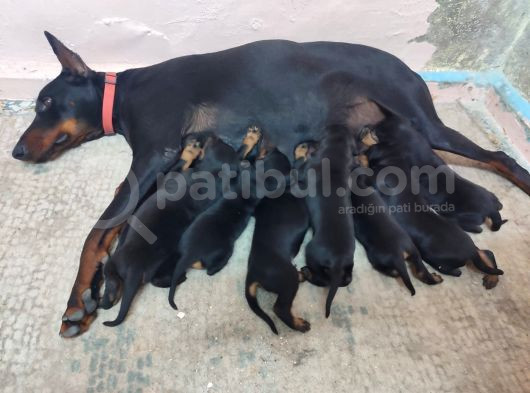 Kaliteli Doberman Bebekler Rezerveye Açıldı görsel