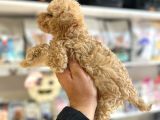 Tüy Dökmeyen Hi̇poalerjeni̇k Teacup Gerçek  Malti̇poo Yavrular