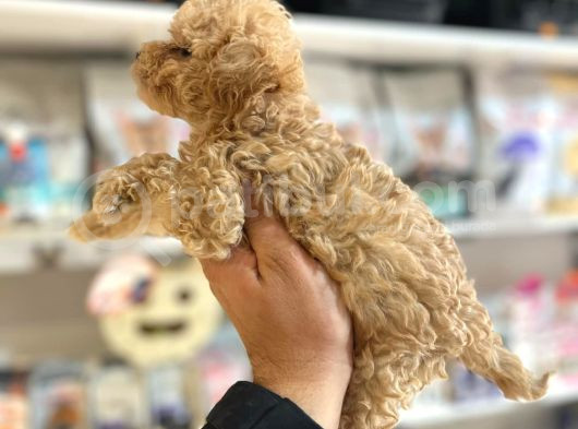 Tüy Dökmeyen Hi̇poalerjeni̇k Teacup Gerçek  Malti̇poo Yavrular görsel