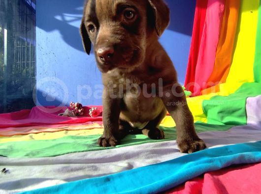 Süper Krem Ve Çi̇kolata Labrador Yavrular görsel