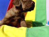 SÜPER KREM VE ÇİKOLATA LABRADOR YAVRULAR