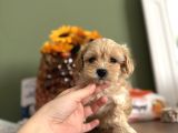 Bebek surat Maltipoo
