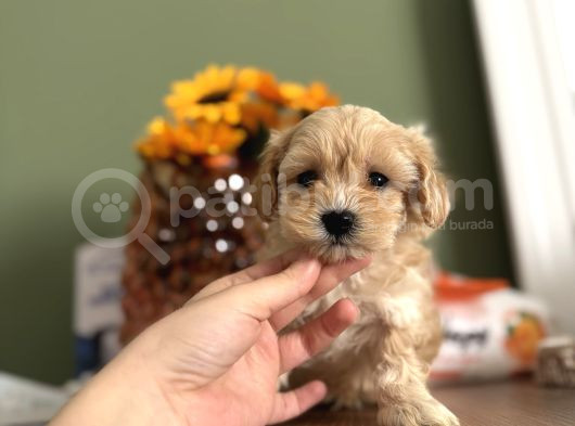 Bebek Surat Maltipoo görsel