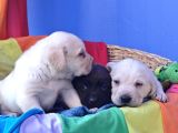 Süper Krem Ve Çi̇kolata Labrador Yavrular