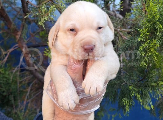 Süper Krem Ve Çi̇kolata Labrador Yavrular görsel