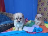 A Kali̇te Gerçek Ve Orji̇nal Malti̇poo Yavrular