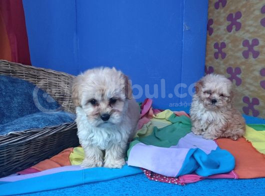 A Kali̇te Gerçek Ve Orji̇nal Malti̇poo Yavrular görsel