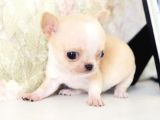 ORJİNAL TEACUP CHİVAVA