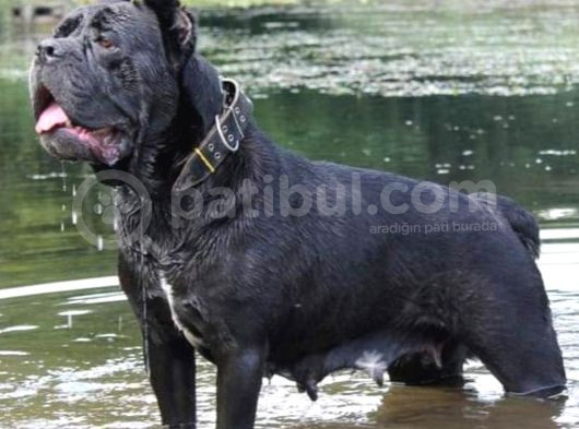 Dev Cane Corsa Yavrulari Ankara görsel