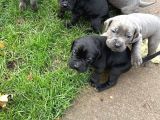 Dev Cane Corsa Yavrulari Ankara