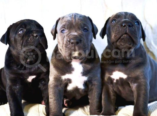 Dev Cane Corsa Yavrulari Ankara görsel