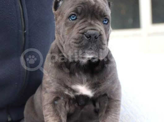 Dev Cane Corsa Yavrulari Ankara