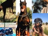 Doberman Yavrusu Irk Garanti̇li̇ Ki̇ng