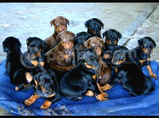 Doberman Yavrusu Irk Garanti̇li̇ Ki̇ng görsel