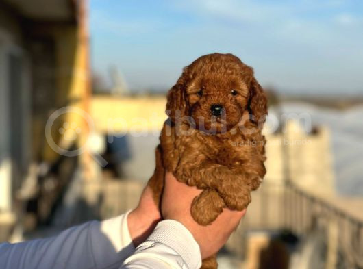 Red Toy Poodle Bebeklerimiz