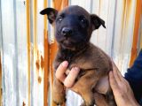Irk Garantili Belçika Malinois Yavrular