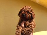 Red Brown Poodle Bebeklerimizz