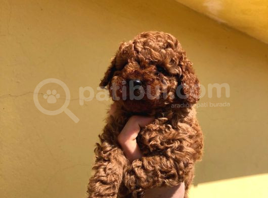 Red Brown Poodle Bebeklerimizz görsel